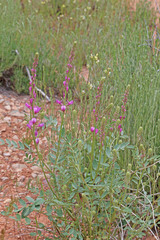 Hedysarum boreale boreale