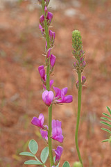 Hedysarum boreale boreale