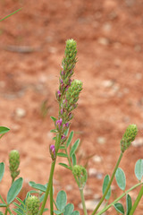 Hedysarum boreale boreale