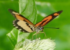 Acraea bonasia