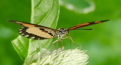 Acraea bonasia