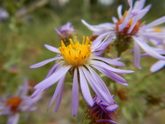 Symphyotrichum campestre