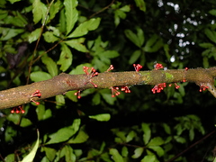 Henriettea caudata