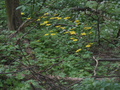Doronicum columnae
