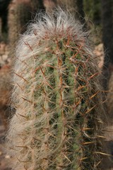 Oreocereus celsianus