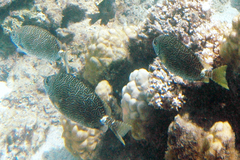 Siganus spinus