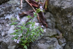Houstonia montana