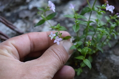 Houstonia montana