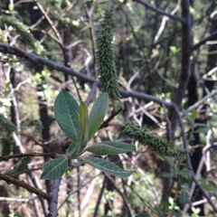 Salix paradoxa