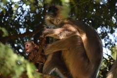 Semnopithecus entellus