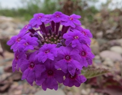 Glandularia scrobiculata