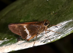 Tirynthia conflua