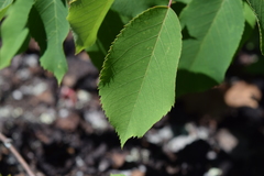 Amelanchier sanguinea