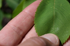 Amelanchier sanguinea