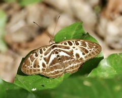 Catuna