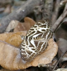 Catuna
