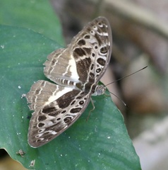 Catuna