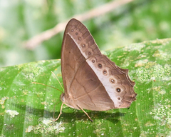 Taygetis sylvia