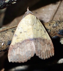 Phytometra duplicalis