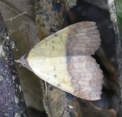 Phytometra duplicalis