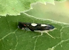 Diedrocephala variegata