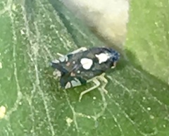 Diedrocephala variegata