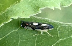 Diedrocephala variegata