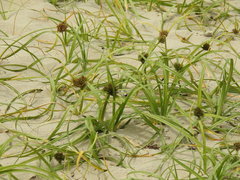 Cyperus brevis