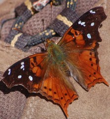 Hypanartia kefersteini