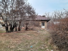 Fraxinus ornus ornus