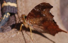 Hypanartia kefersteini