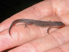 Loxopholis parietalis