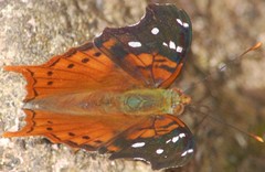 Hypanartia kefersteini
