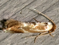 Philonome clemensella