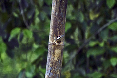 Dendrocopos atratus