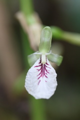 Cardamom (Elettaria cardamomum)