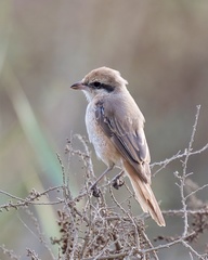 Lanius phoenicuroides