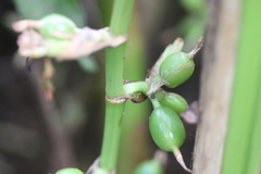 Elettaria cardamomum, photograph (c) Skjold Søndergaard, some rights reserved (CC BY)