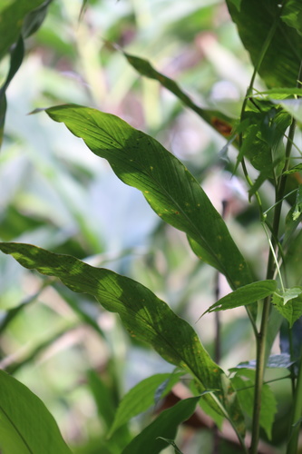 Elettaria cardamomum, photograph 5