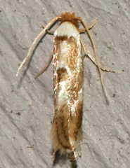 Philonome clemensella