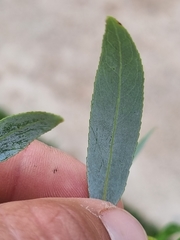Salix mucronata
