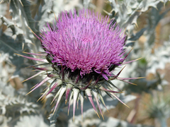 Onopordum macracanthum