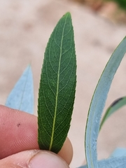 Salix mucronata