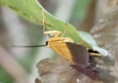 Ulopeza