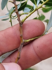 Salix mucronata