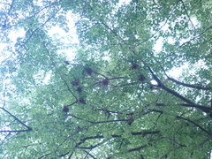 Epomophorus crypturus