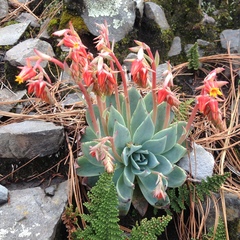 Echeveria subalpina