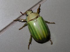 Pelidnota prasina
