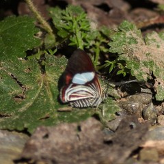Lepidoptera