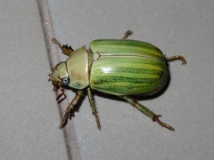 Pelidnota prasina